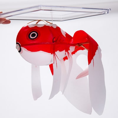 おはこいり金魚ちょうちん