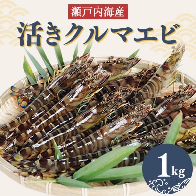 2025年1月発送:活きクルマエビ　1kg