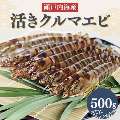 2025年1月発送:活きクルマエビ　500g