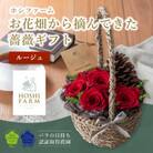 ホシファーム　『お花畑から摘んできた薔薇ギフト』ルージュ