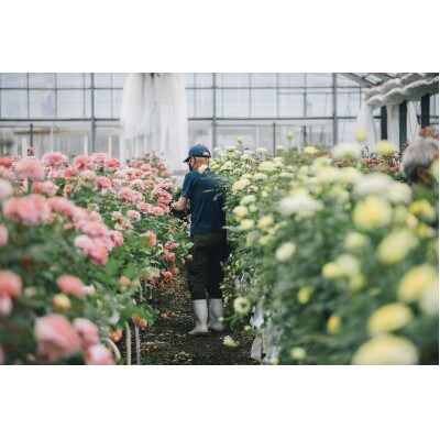 ホシファーム　届いた姿でそのまま飾れるスタンディング薔薇ブーケ　スイート12本
