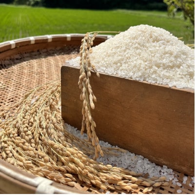 昔ながらの自然乾燥　“はぜ掛け米”　令和5年産  一等米ひのひかり 5kg