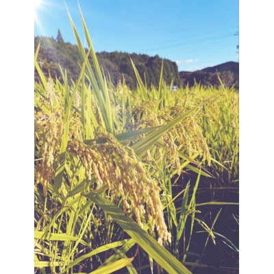 きぬむすめ　精米5kg