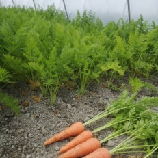 徳島県藍住町産　春にんじん　約5kg