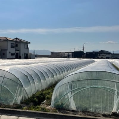 春にんじん5kgと、にんじんスナック3袋