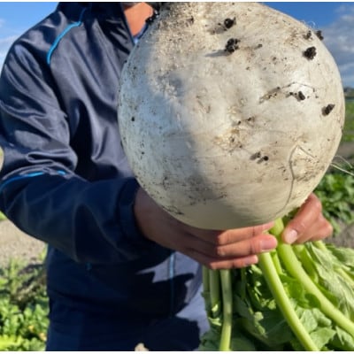 【5袋セット】阿波の千枚漬 計500g　ほどよい甘酸っぱさと昆布の旨味　パリッ!シャキッ!食感