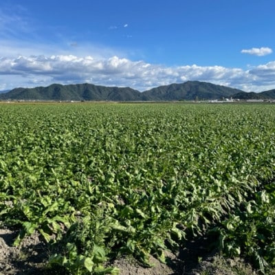 【5袋セット】阿波の千枚漬 計500g　ほどよい甘酸っぱさと昆布の旨味　パリッ!シャキッ!食感