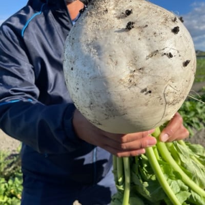 【3袋セット】阿波の千枚漬 計300g　ほどよい甘酸っぱさと昆布の旨味　パリッ!シャキッ!食感