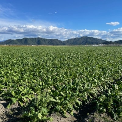 【3袋セット】阿波の千枚漬 計300g　ほどよい甘酸っぱさと昆布の旨味　パリッ!シャキッ!食感