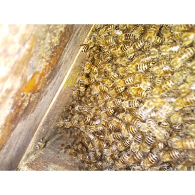 藍の里　日本ミツバチの純粋はちみつ　(550g)
