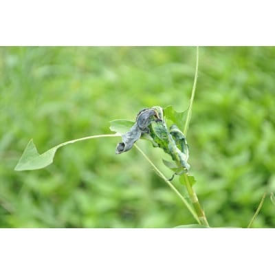 【aeru】徳島県から 本藍染の フェイスタオル(藍勝色)オーガニックコットン 