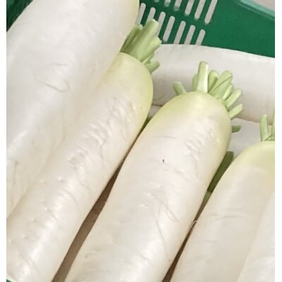 【発送月固定定期便】藍愛ファーム　旬野菜セット全6回