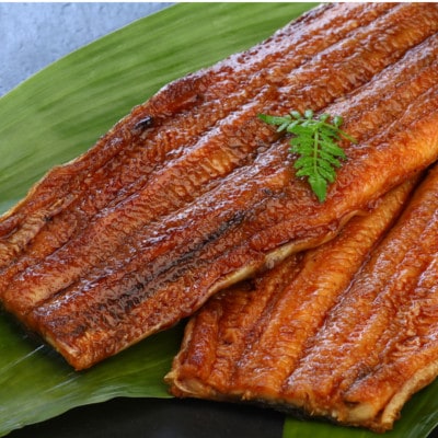 《2尾入》うなぎ蒲焼　化粧箱入り　地元老舗うなぎ加工会社より真空でお届け!