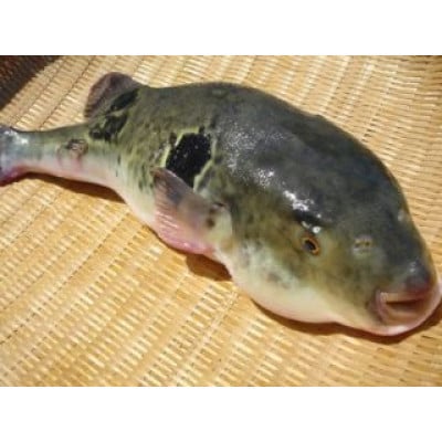 【長崎県産】活トラフグ フグ刺し(5～6人前)