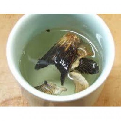 【南島原産】天然トラフグ フグ刺し(5〜6人前)【数量限定・3月末～4月発送】