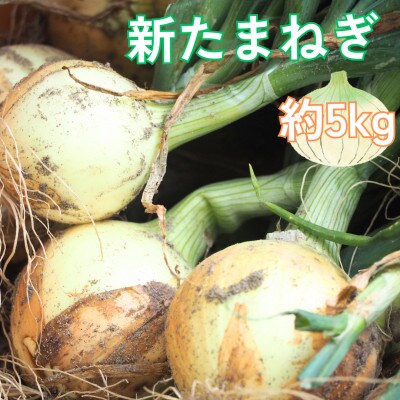 【甘くてジューシー 新たまねぎ 】 約5kg