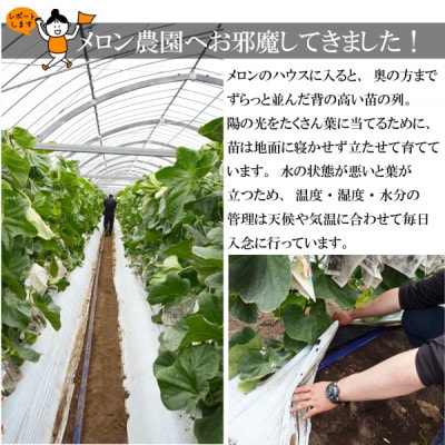 南島原の大地が育てた 産地直送 ソナタメロン1玉