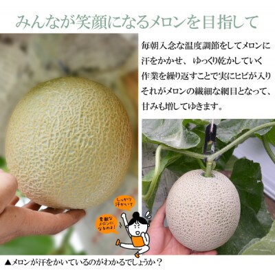 南島原の大地が育てた 産地直送 ソナタメロン1玉