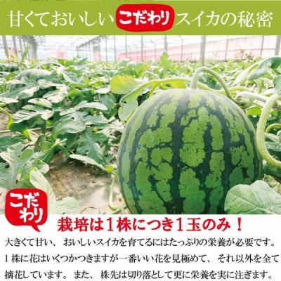 シャリっと爽快!夏の大玉スイカ 「羅皇」 1玉