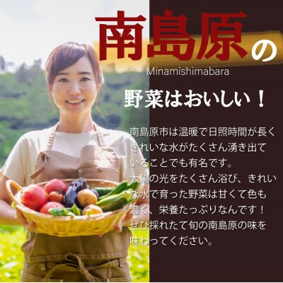 旬な野菜を出荷します!おまかせ新鮮野菜15種類セット