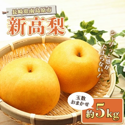シャリッと食感の新高梨5kg 玉数おまかせの旬の贈答用にも人気