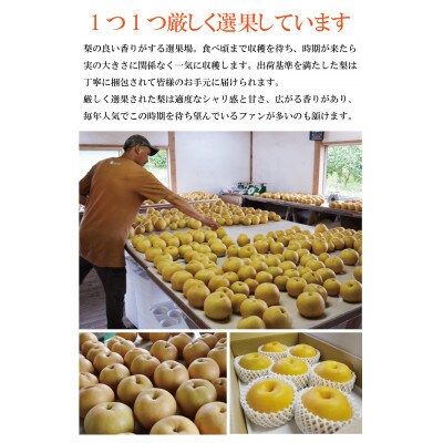 シャリッとおいしい!新高梨 約3.4kg