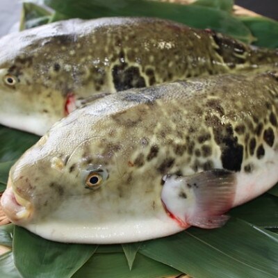 南島原産 天然とらふぐ刺身 6人前