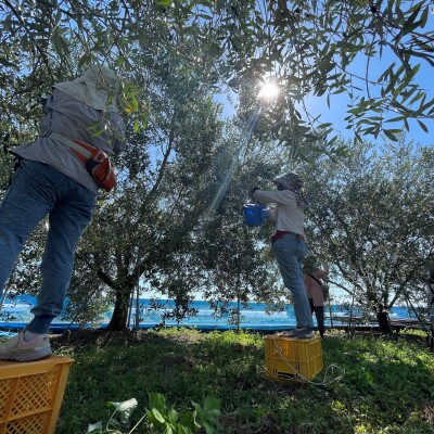 世界遺産の街 南島原市の太陽をさんさんと浴びた 「原城オリーブ」3本セット