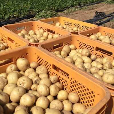 長崎県産　春じゃがいも(2kg×1箱)