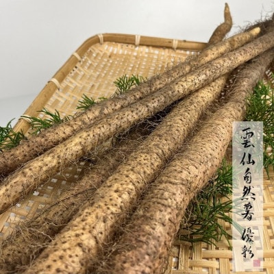 雲仙自然薯 優彩　1kg