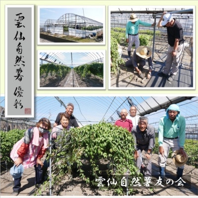雲仙自然薯 優彩　1kg