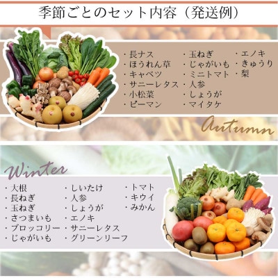 15品目以上!野菜のプロが厳選した 豪華!野菜セット 旬の野菜・フルーツ・キノコを15～16品目