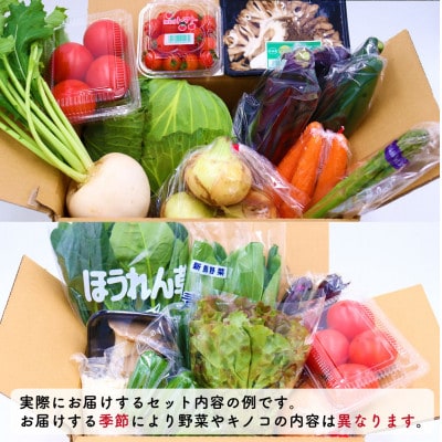 野菜とキノコが10品目入ったおまかせ野菜セット 旬の野菜とキノコを盛り合わせ!
