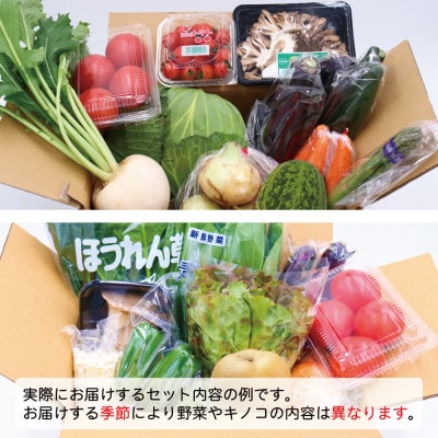 【毎月定期便】野菜果物セット 野菜(キノコ)・フルーツ 11品目以上 詰め合わせ全3回
