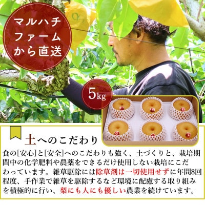 【2026年発送】新高梨 約5kg 5玉～11玉 梨専門のマルハチファームから直送