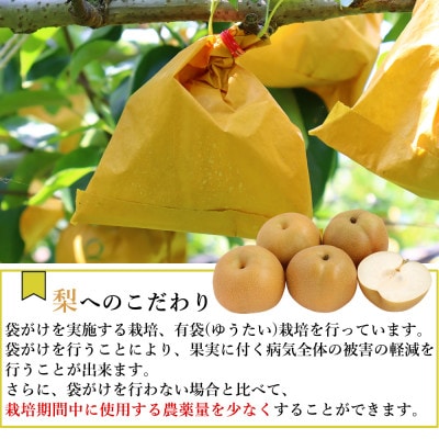 【2025年発送】新高梨 約3kg 3玉～8玉 梨専門のマルハチファームから直送