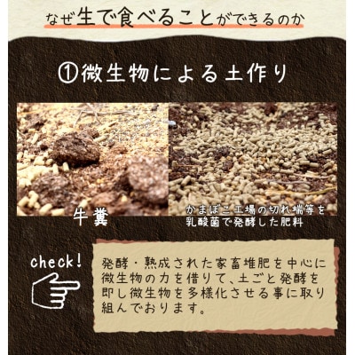 生で食べられる 夏のスイートアスパラ どっさり!約1.5kg(L~3Lサイズ)
