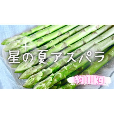 星の夏アスパラ　約1kg