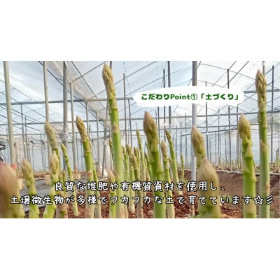 星の夏アスパラ　約1kg