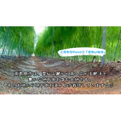 星の夏アスパラ　約1kg