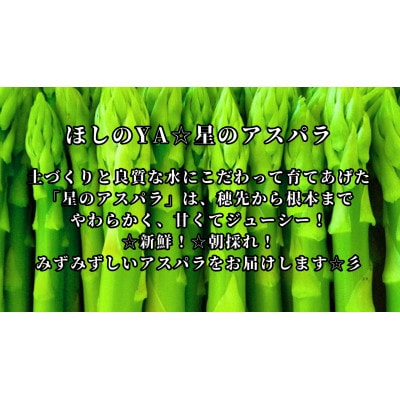 星の夏アスパラ　約1kg