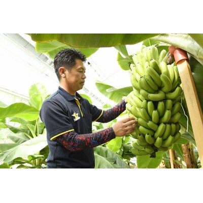 【とても希少な国産バナナをあなたへ!】hotaruバナナ5本箱入り【Mサイズ】