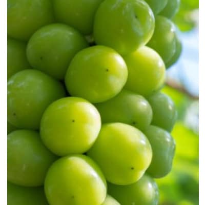 【長崎県南島原市産】シャインマスカット　約2kg(3房)