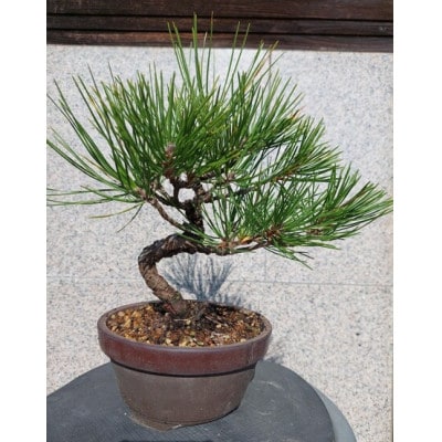 クロマツ盆栽 1鉢【古城愛朋園】