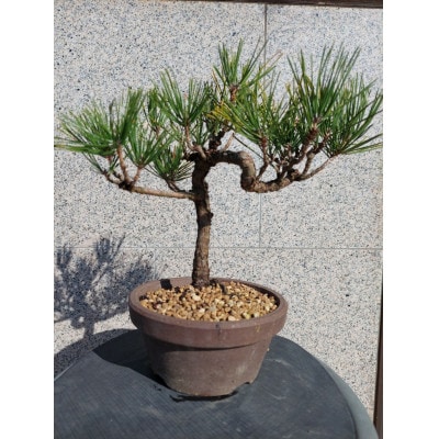 クロマツ盆栽 1鉢【古城愛朋園】