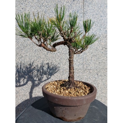 クロマツ盆栽 1鉢【古城愛朋園】