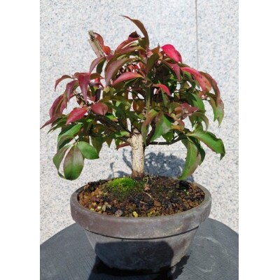 ニシキギ盆栽 1鉢 【古城愛朋園】