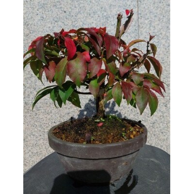 ニシキギ盆栽 1鉢 【古城愛朋園】