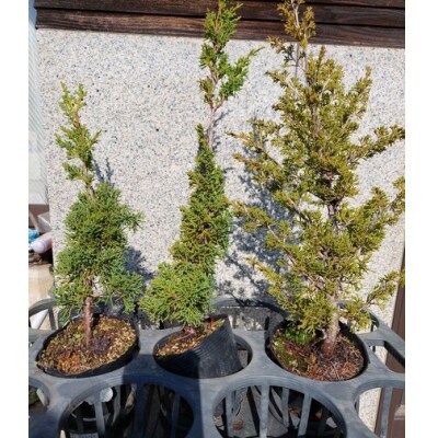 シンパク 3本セット 【古城愛朋園】