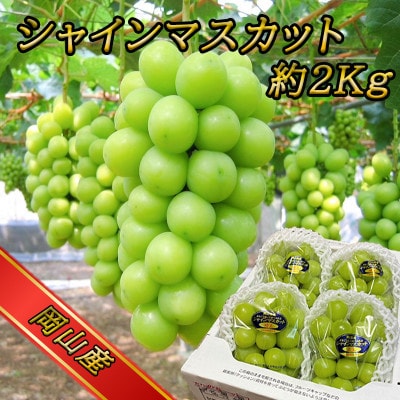 糖度抜群!訳あり!シャインマスカット約2kg!2025年9月上旬～順次発送【人気の岡山県産ぶどう】